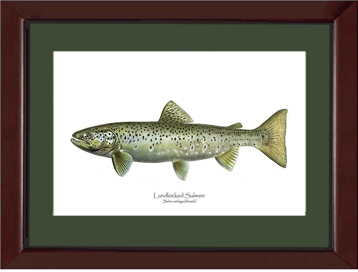 Landlocked Salmon - Salmo sebago(female) Vintage Wall Art Fish Print