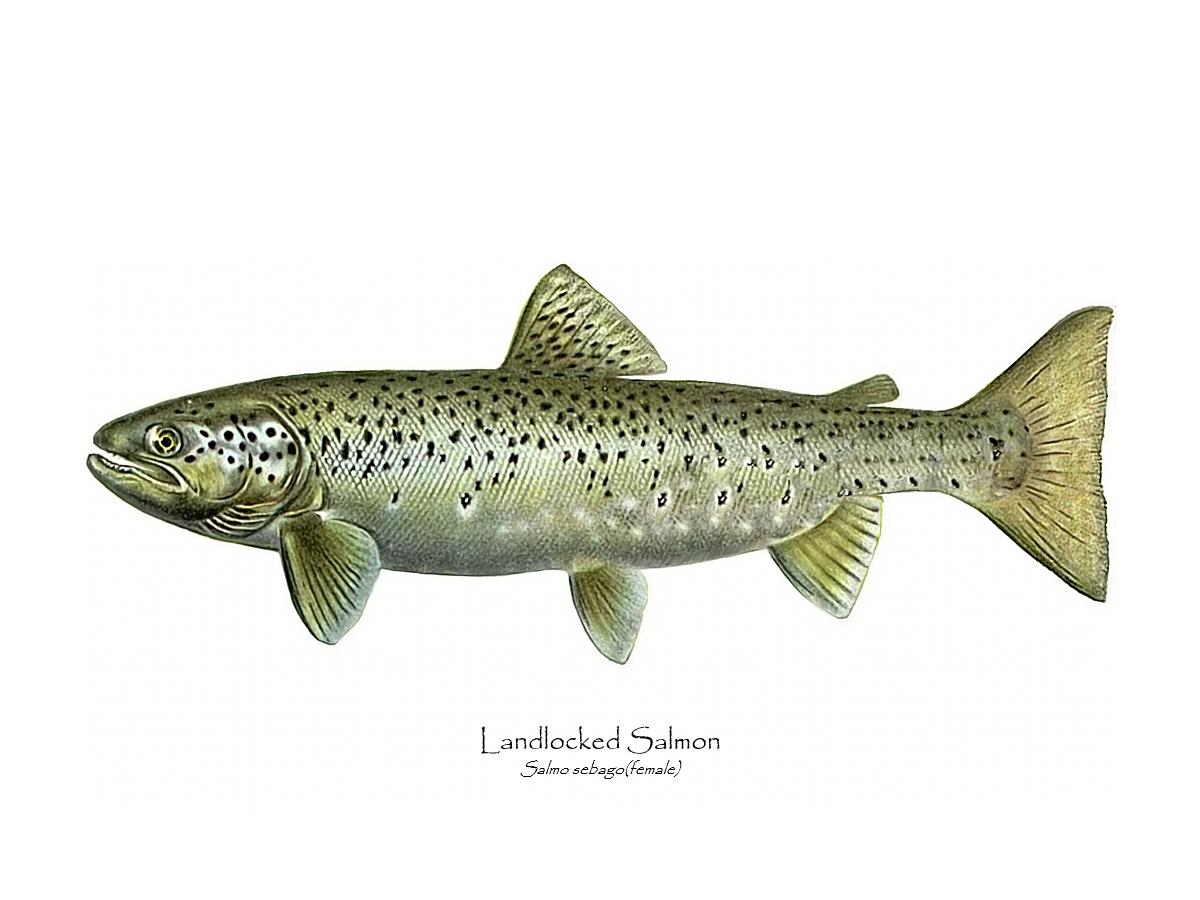 Antique Fish Print: Landlocked Salmon - Salmo sebago(female)