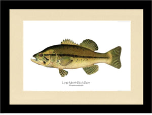 Largemouth Bass