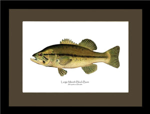 Largemouth Bass