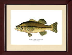 Largemouth Bass