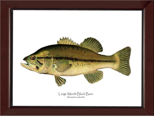 Largemouth Bass