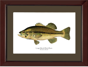 Largemouth Bass