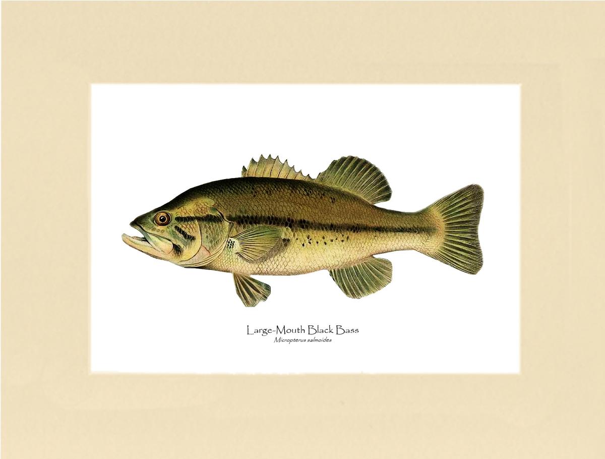 Largemouth Bass | Vintage Fish Art Print – Charting Nature