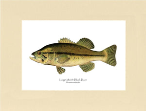 Largemouth Bass