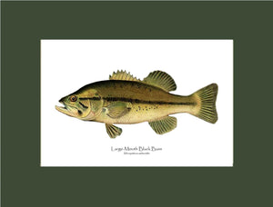 Largemouth Bass