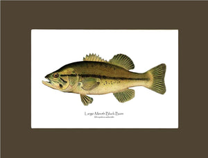 Largemouth Bass