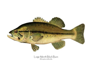 Antique Fish Print: Largemouth Bass