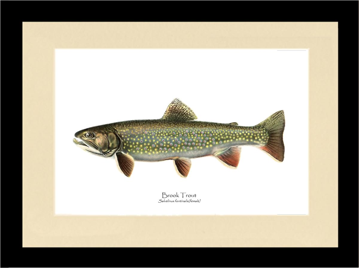 Speckled Trout (Brook Trout) Salvelinus fontinalis Vintage Wall Art Fish Print