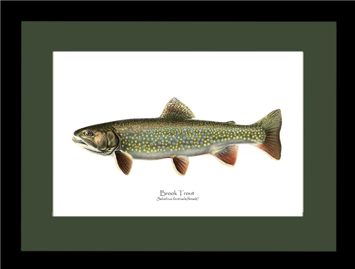 Speckled Trout (Brook Trout) Salvelinus fontinalis Vintage Wall Art Fish Print