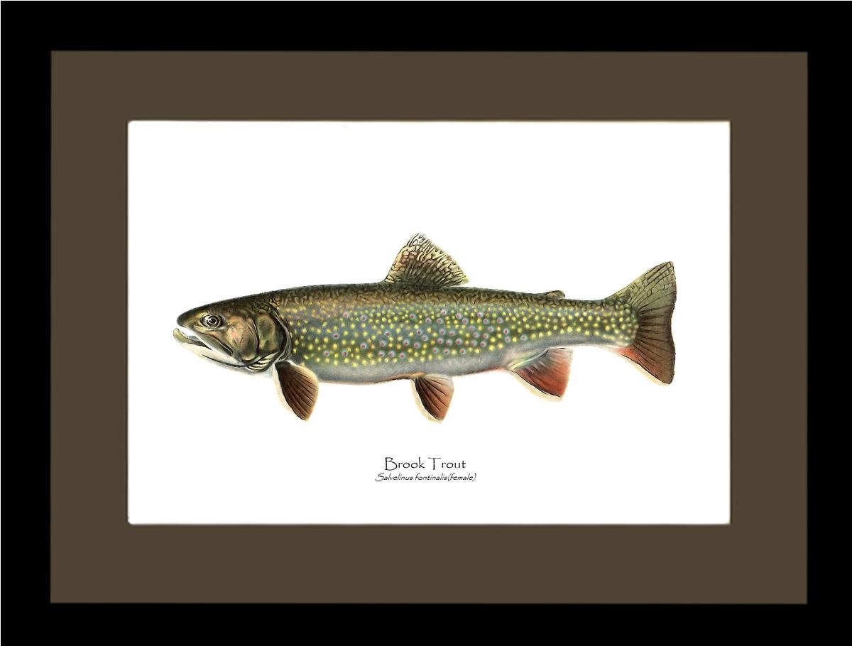 Speckled Trout (Brook Trout) Salvelinus fontinalis Vintage Wall Art Fish Print