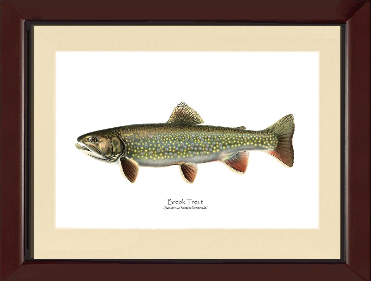 Speckled Trout (Brook Trout) Salvelinus fontinalis Vintage Wall Art Fish Print