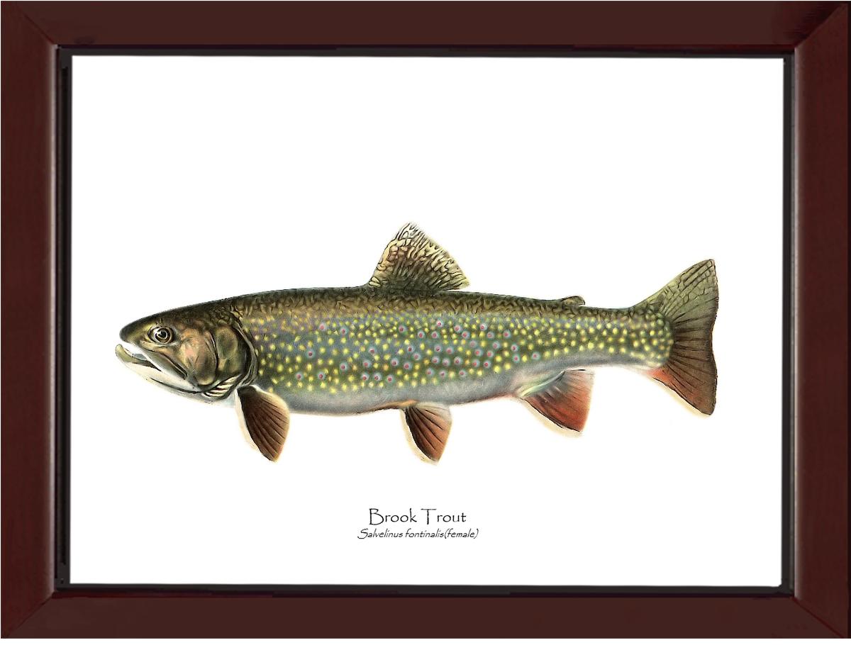 Speckled Trout (Brook Trout) Salvelinus fontinalis Vintage Wall Art Fish Print