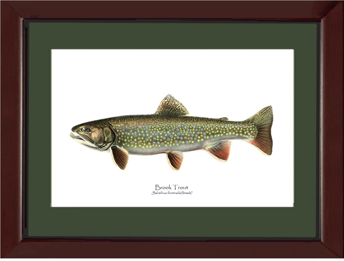 Speckled Trout (Brook Trout) Salvelinus fontinalis Vintage Wall Art Fish Print