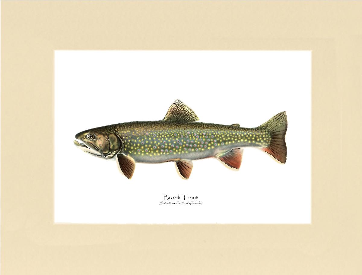 Speckled Trout (Brook Trout) Salvelinus fontinalis Vintage Wall Art Fish Print