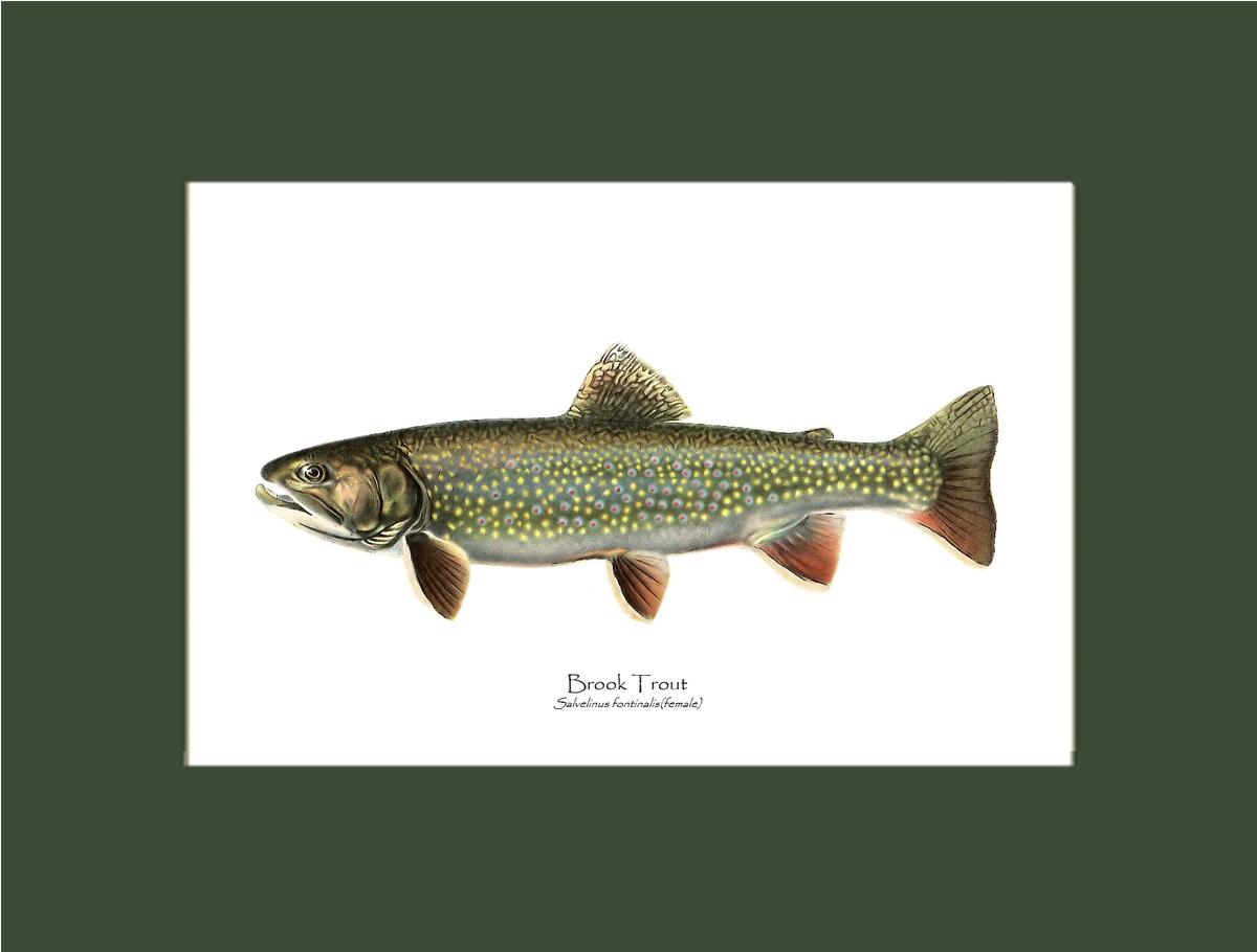 Speckled Trout (Brook Trout) Salvelinus fontinalis Vintage Wall Art Fish Print