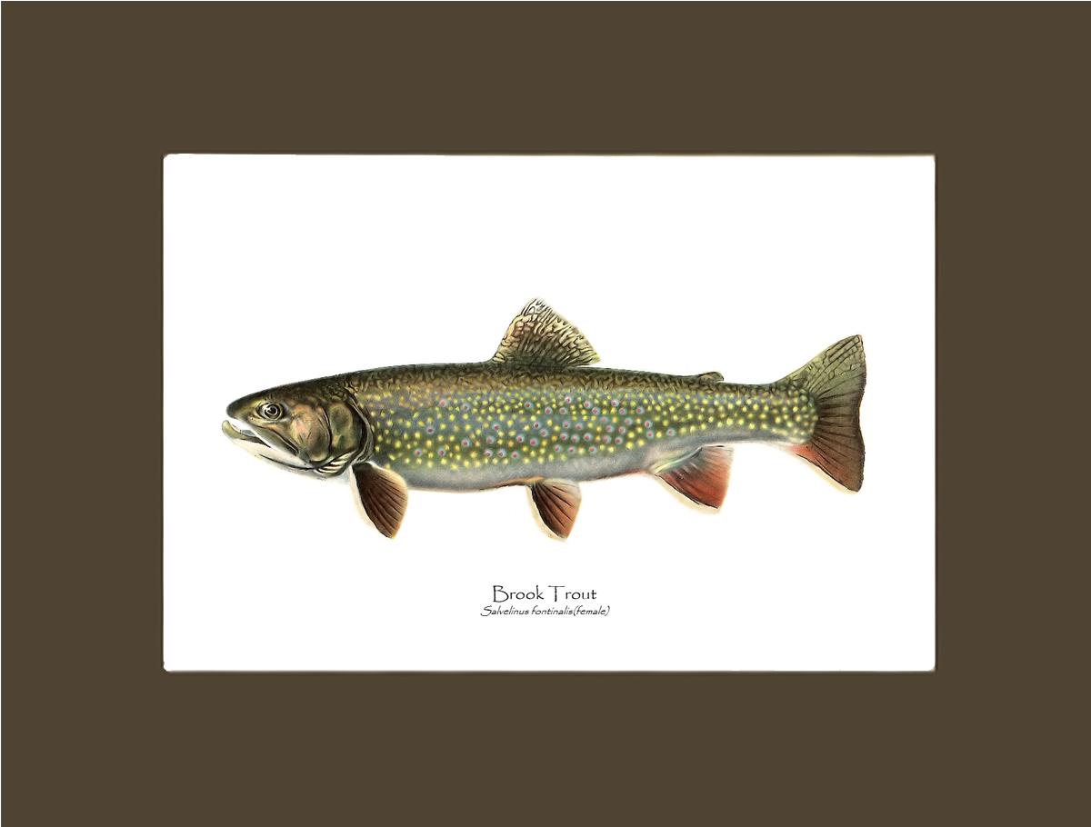 Speckled Trout (Brook Trout) Salvelinus fontinalis Vintage Wall Art Fish Print