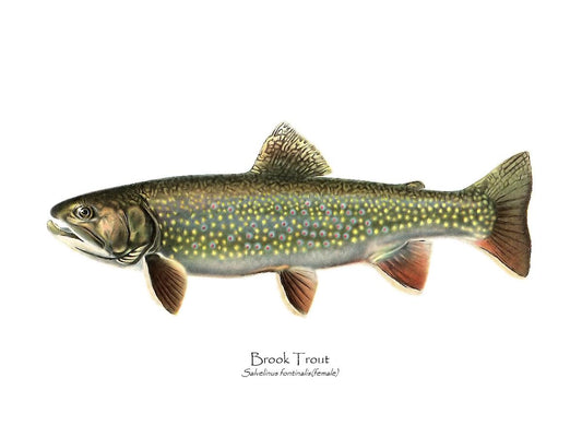Antique Fish Print: Speckled Trout (Brook Trout) Salvelinus fontinalis