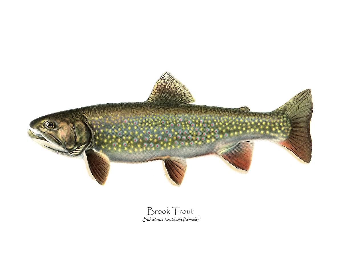 Speckled Trout (Brook Trout) Salvelinus fontinalis Vintage Wall Art Fish Print