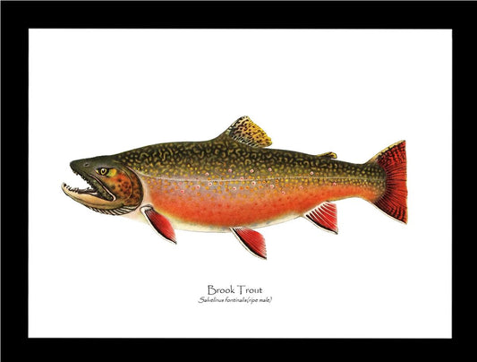 Speckled Trout (Brook Trout) -  Ripe Male Vintage Wall Art Fish Print