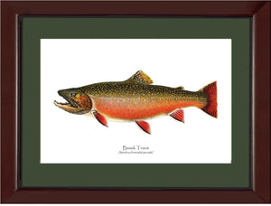Speckled Trout (Brook Trout) -  Ripe Male