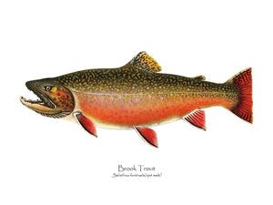 Antique Fish Print: Speckled Trout (Brook Trout) -  Ripe Male
