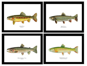 Framed Vintage Trout Fish Prints: Golden Trout, Brook Trout, Cutthroat and Rainbow Trout.