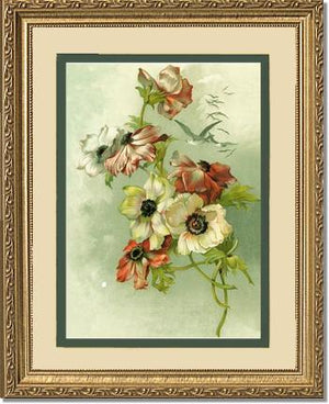 Victorian Print: Anemones