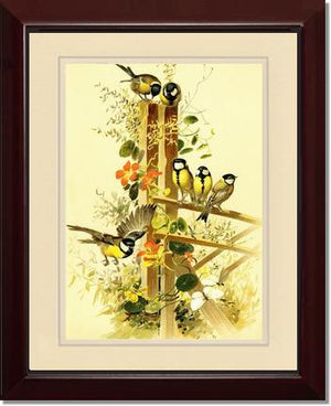 Victorian Print: Great Tits Parus major