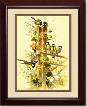 Victorian Print: Great Tits Parus major