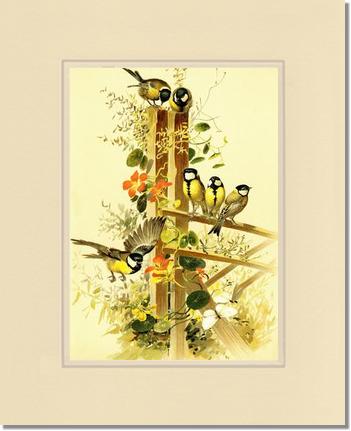 Victorian Print: Great Tits Parus major | Victorian Wall Art Print