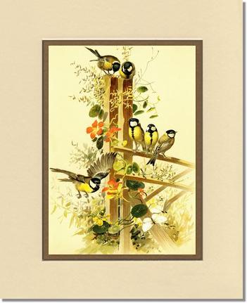 Victorian Print: Great Tits Parus major | Victorian Wall Art Print