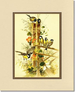 Victorian Print: Great Tits Parus major