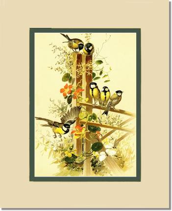 Victorian Print: Great Tits Parus major | Victorian Wall Art Print