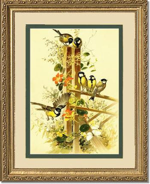 Victorian Print: Great Tits Parus major
