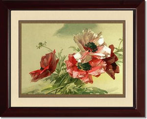 Victorian Print: Poppies