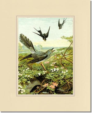 Swallows