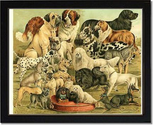 Victorian Print: Antique Dogs