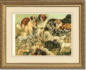 Victorian Print: Antique Dogs