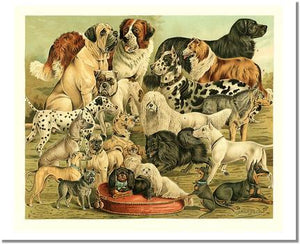 Victorian Print: Antique Dogs