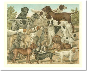 Victorian Print: Antique Dogs