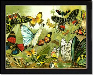 Victorian Print: Butterflies