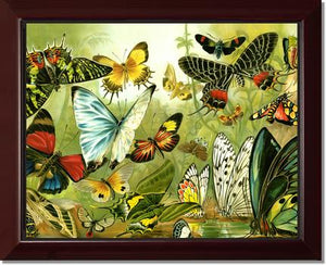 Victorian Print: Butterflies