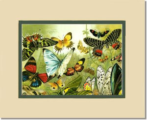 Victorian Print: Butterflies