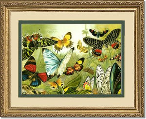 Victorian Print: Butterflies