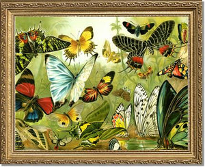 Victorian Print: Butterflies