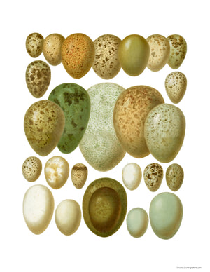 Victorian Print: Bird Eggs