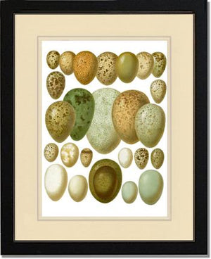 Victorian Print: Bird Eggs