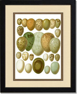 Victorian Print: Bird Eggs