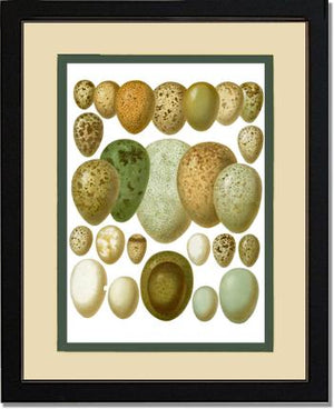 Victorian Print: Bird Eggs